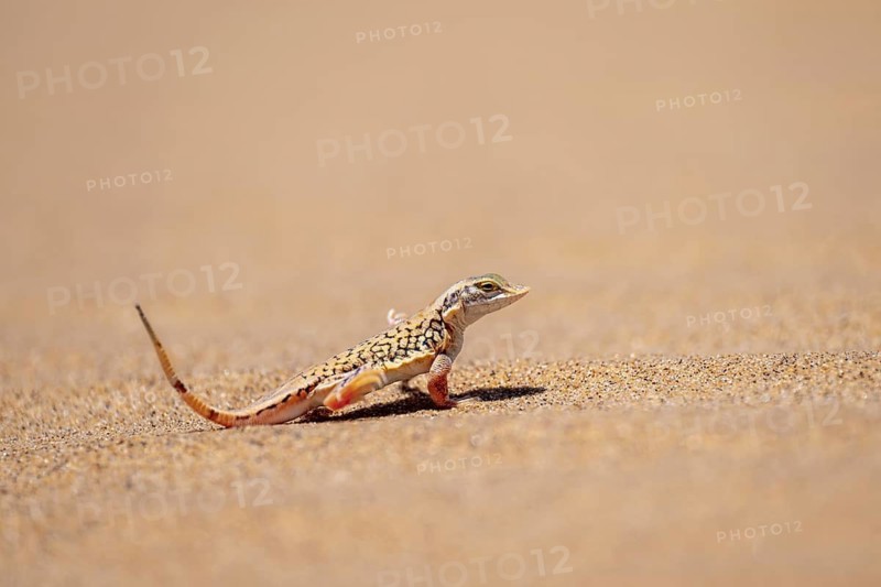 Shovel-nosed lizard (Meroles anchietae), in the sand, stretching its legs in the air to cool off, Namib Desert, Namib Naukluft Park, Namibia