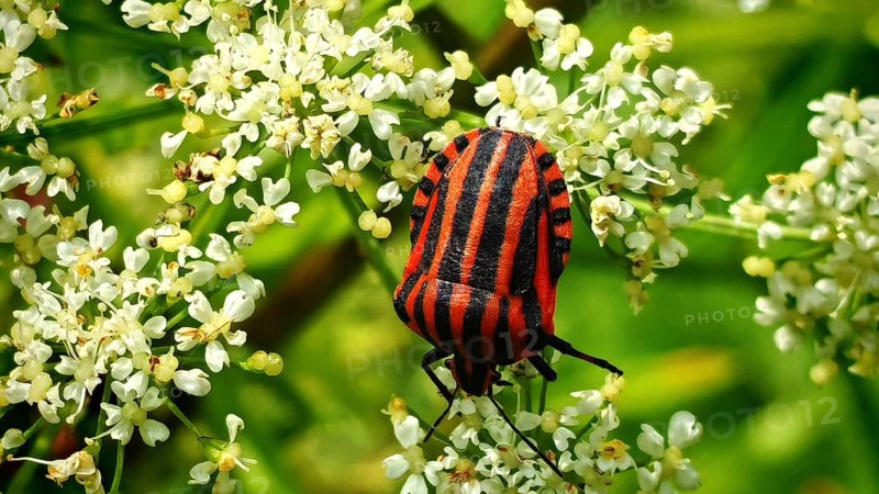 Close-up: a red-and-black-striped bug (Graphosoma italicum) crawling on the flowers of the black elder (Sambucus nigra), Stadtsteinach, Steinachklamm, Frankenwald nature park Park, Upper Franconia