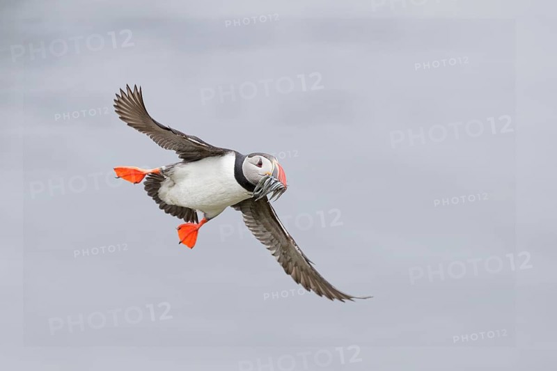 Atlantic Puffin (Fratercula arctica) flying with sandeels in beak, Iceland