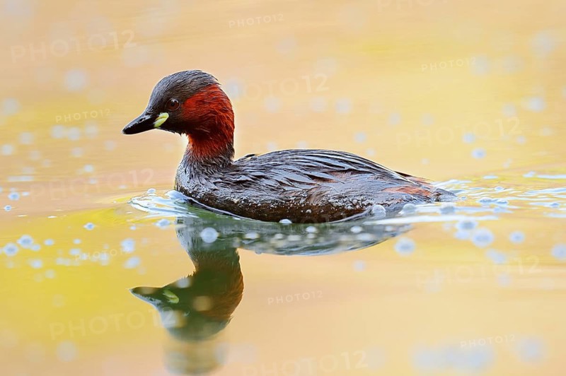 Little grebe (Tachybaptus ruficollis), North Rhine-Westphalia, Germany