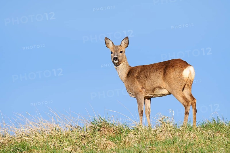 European roe deer (Capreolus capreolus), a doe standing in a meadow, North Rhine-Westphalia, Germany