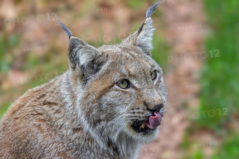 Eurasian lynx, Northern lynx (Lynx lynx lynx) close-up of head licking nose in grassland in spring
