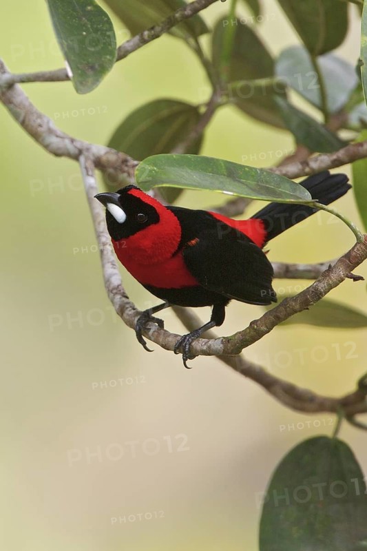 Masked Crimson Tanager (Ramphocelus nigrogularis) perched on a branch in Ecuador, South America