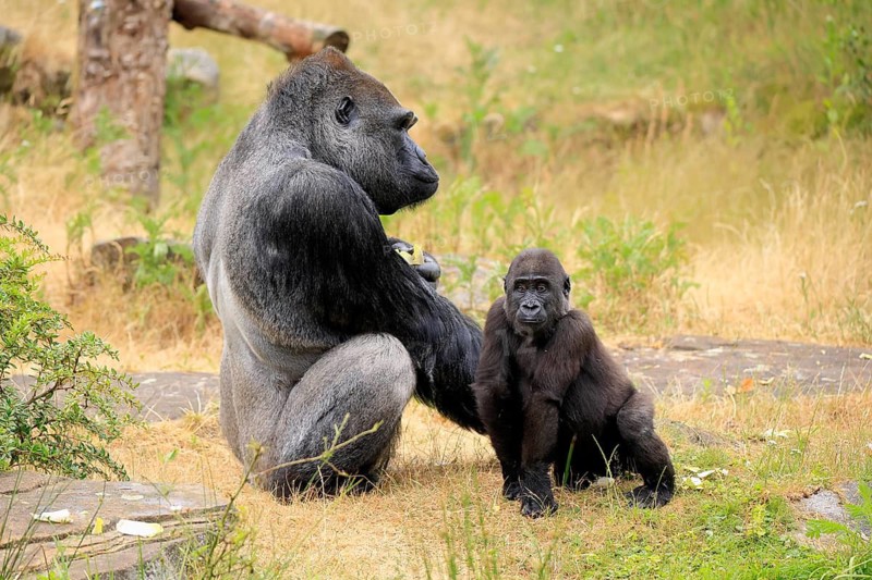 Western gorilla (Gorilla gorilla), adult, male, with young, sitting, on the ground