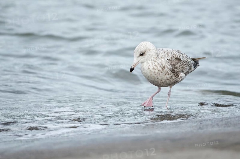 European Herring Gull (Larus argentatus), Lower Saxony, Germany
