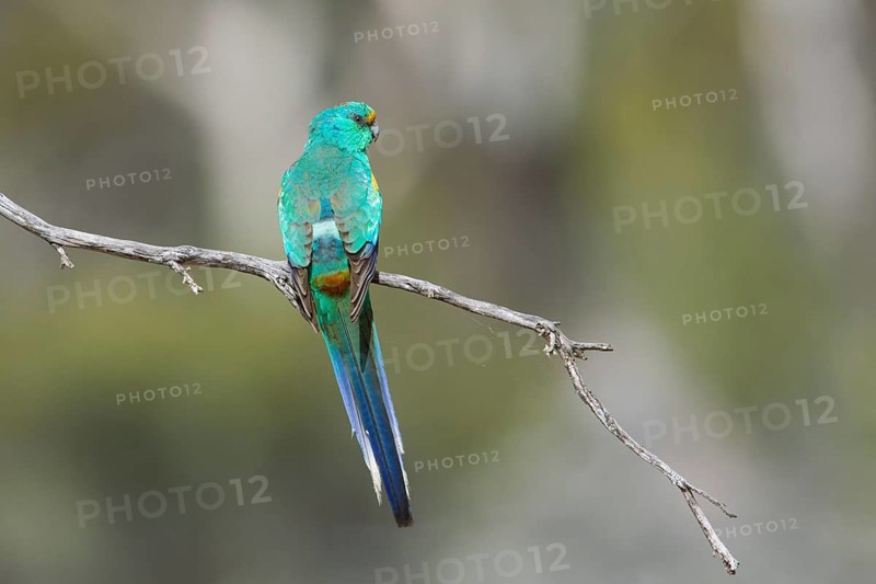 Mulga Parrot (Psephotellus varius) male perched on a branch, South Australia, Australia
