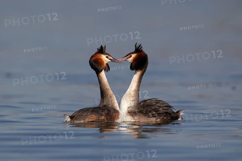 Great crested grebe (Podiceps cristatus) two adult birds performing their love courtship display on a lake in spring, England, United Kingdom