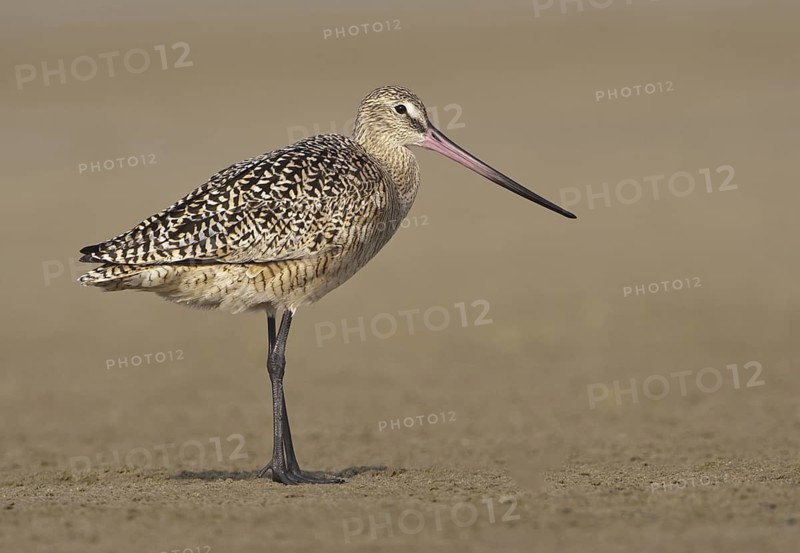 Marbled Godwit (Limosa fedoa), Texas, USA