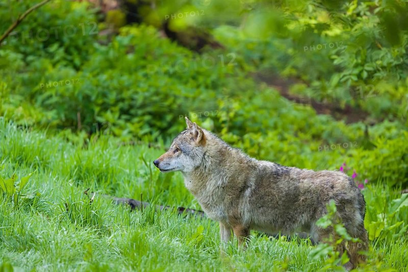 One eurasian gray wolf (Canis lupus lupus) stands on a green meadow in an open forest