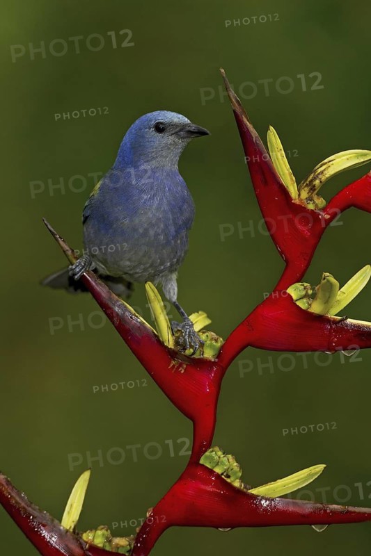 Golden-chevroned Tanager (Thraupis ornata), Atlantic rainforest, Brazil