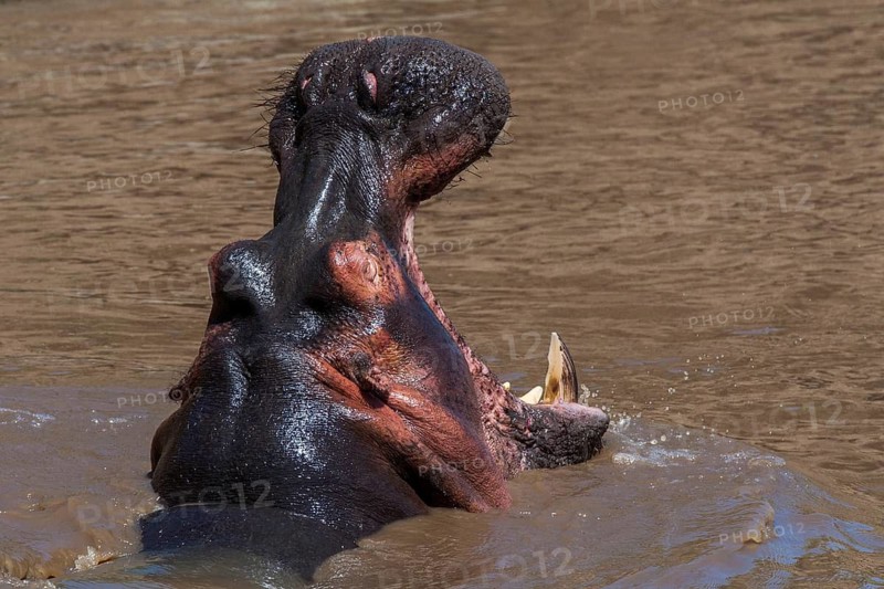 Hippo (Hippopotamus amphibius), South Africa