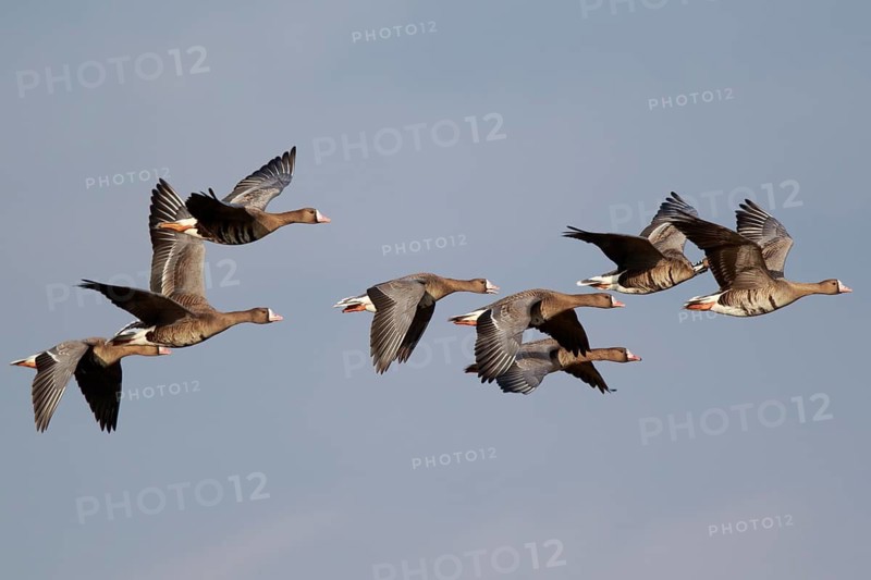 Greater White-fronted Goose (Anser albifrons) group flying, North Rhine-Westphalia, Germany