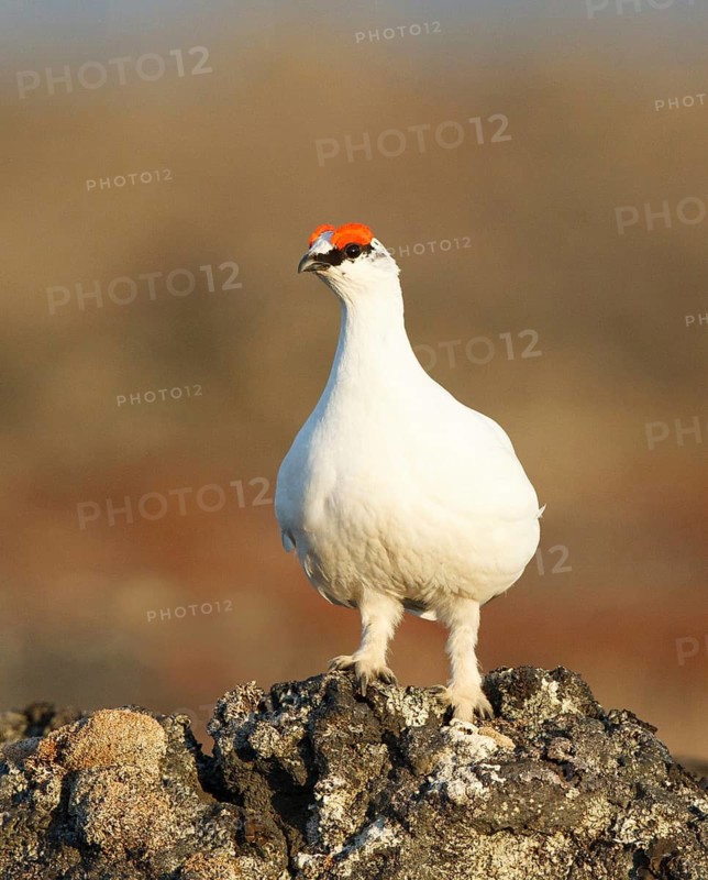 Rock Ptarmigan (Lagopus muta) male, Myvatn, Iceland
