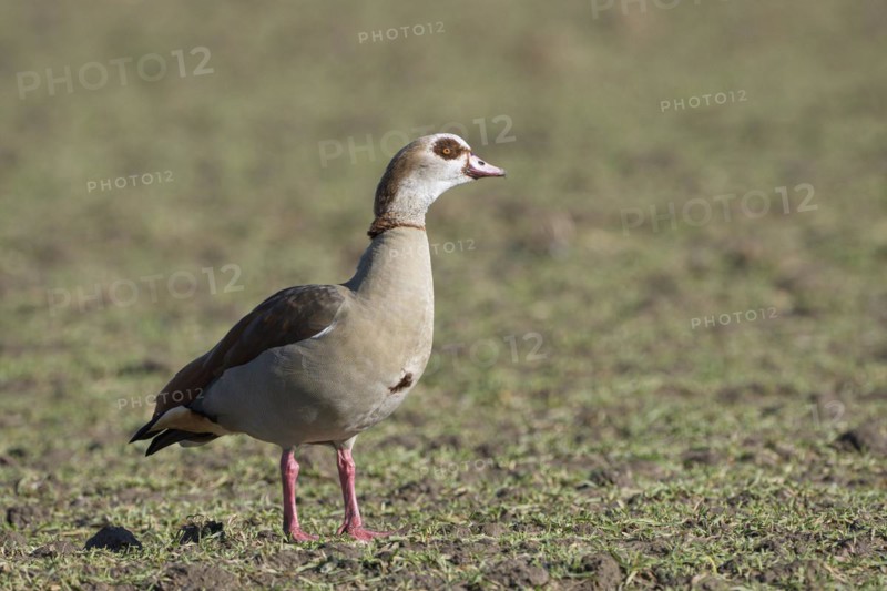 Egyptian goose (Alopochen aegyptiaca), adult bird, Wesel, Lower Rhine, North Rhine-Westphalia, Germany