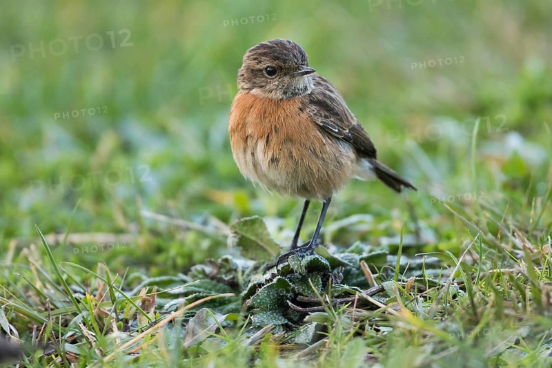 European Stonechat - Schwarzkehlchen - Saxicola torqatus, Spain