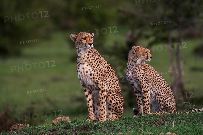 Cheetah (Panthera pardus), South Africa
