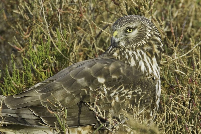 Northern Harrier (Circus hudsonius) female, California, USA