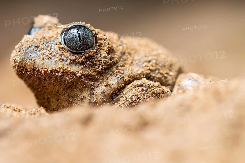 A detailed close-up of a common spadefoot toad, Pelobates cultripes, with sandy skin, partially buried in sand The focus is on its textured eye and rough surface