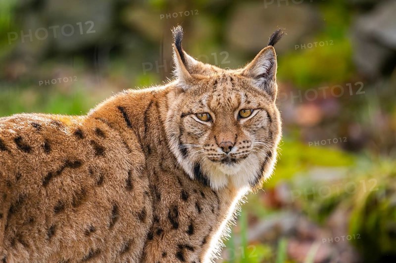Eurasian lynx (Lynx lynx), in a forest, captive, Bavaria, Germany