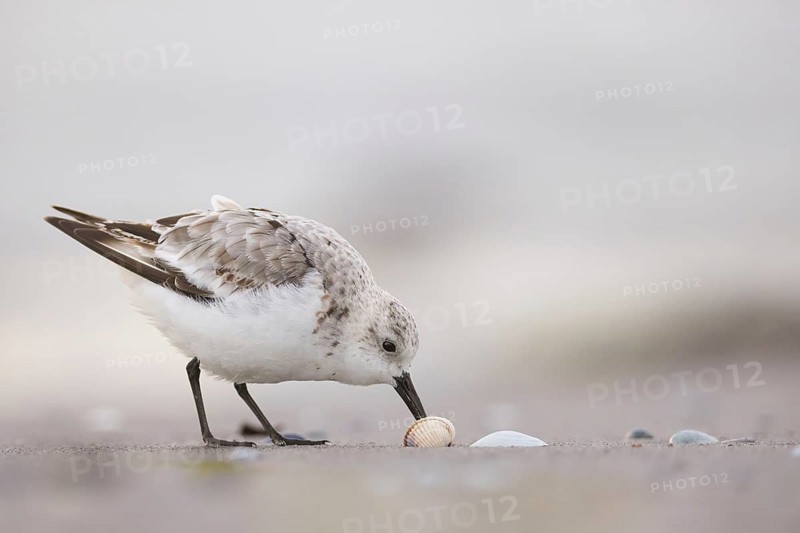 Sanderling (Calidris alba) foraging, Mecklenburg-Western Pomerania, Germany