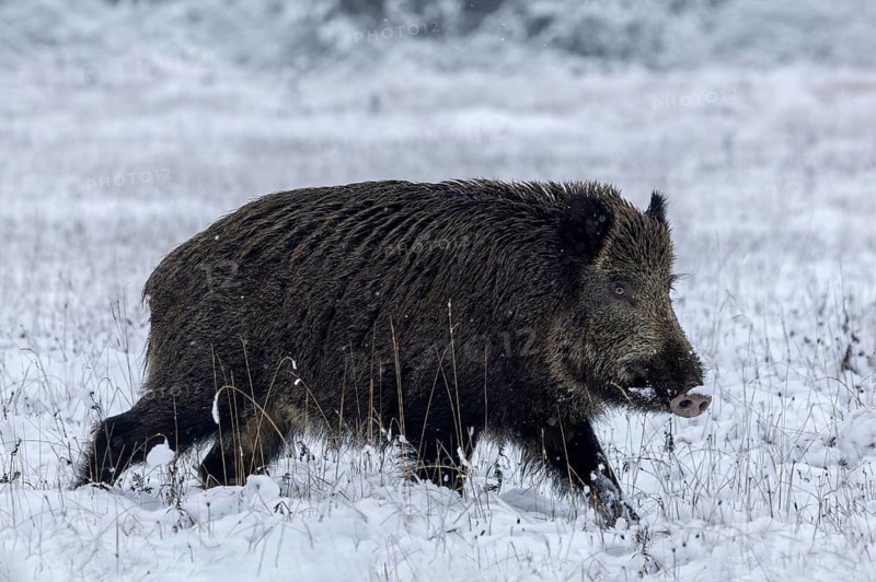 Something catches the attention of the wild boar (Sus scrofa) for a brief moment, early winter, winter, snow, cold, intoxication, mating season, November, Denmark