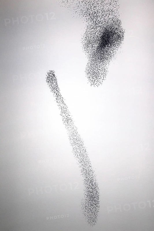 Common Starling (Sturnus vulgaris) huge flock flying in formation, Rhineland-Palatinate, Germany