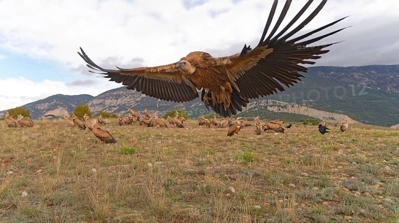 Griffon vulture (Gyps fulvus) on take-off, Pyrenees, Catalonia, Spain
