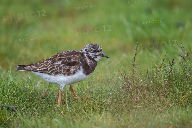 Ruddy Turnstone (Arenaria interpres), Schleswig-Holstein, Germany