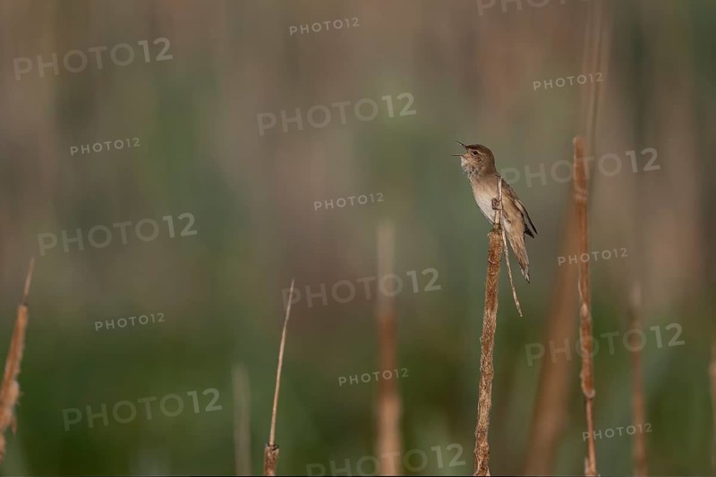 Reed warbler (Locustella luscinioides), Wittlich, RLP, Germany