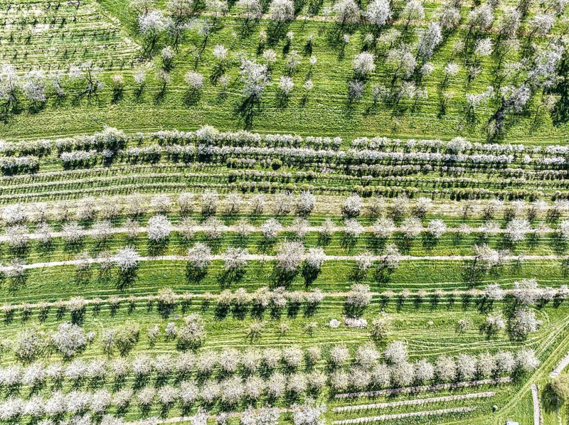 Spring near Sasbach in the Achertal in the Ortenau district. Orchards in bloom.Sasbach, Baden-Württemberg, Germany