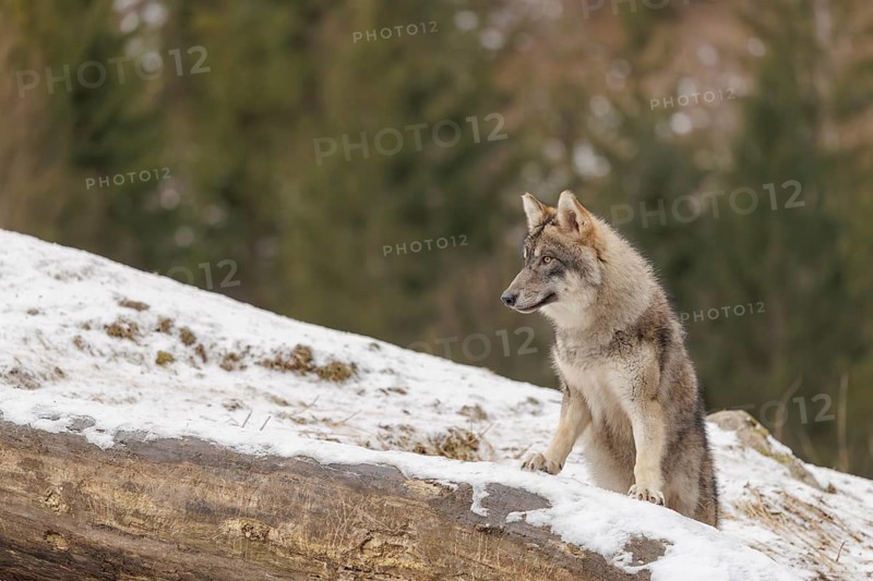 A young grey wolf (Canis lupus lupus) stands with his front paws on a snow-covered, fallen tree trunk on a cold, cloudy day. A forest can be seen in the background