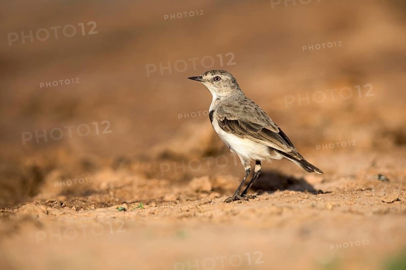 White-fronted Chat (Epthianura albifrons) female perched on the ground, Victoria, Australia