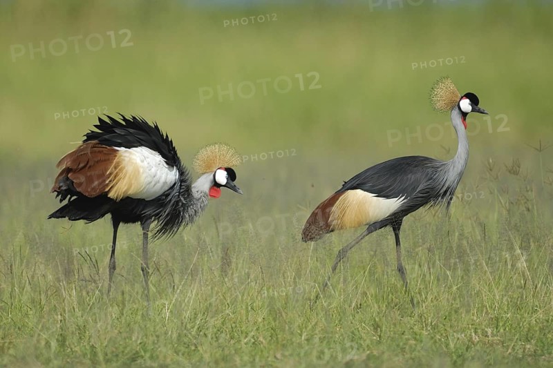 Grey Crowned Crane (Balearica regulorum) foraging, Uganda