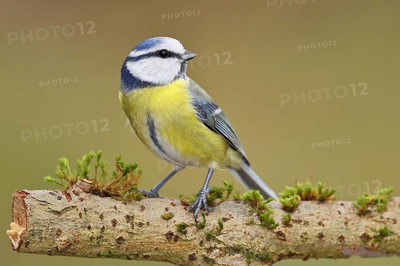 Blue tit (Parus caeruleus), sitting on a branch covered with moss, Wilnsdorf, North Rhine-Westphalia, Germany