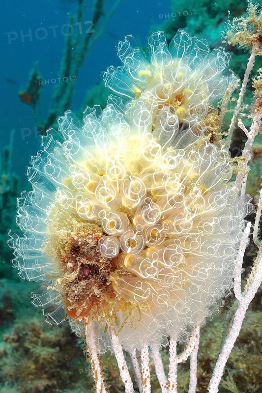 Translucent Sea squirt (Clavelina Dellavallei)
