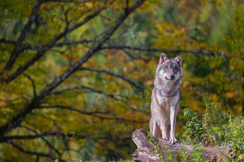A Eurasian gray wolf (Canis lupus lupus) stands on a hill between rocks and rotting tree trunks. Behind it lies a forest in intense autumn colors
