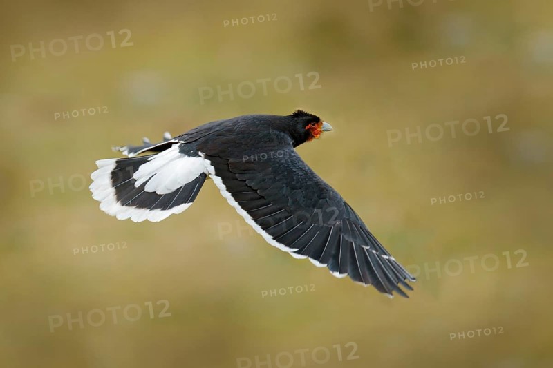 Carunculated caracara, Phalcoboenus carunculatus, beautiful bird of prey from Antisana in Ecuador. Bird in fly. Birdwatching in South America