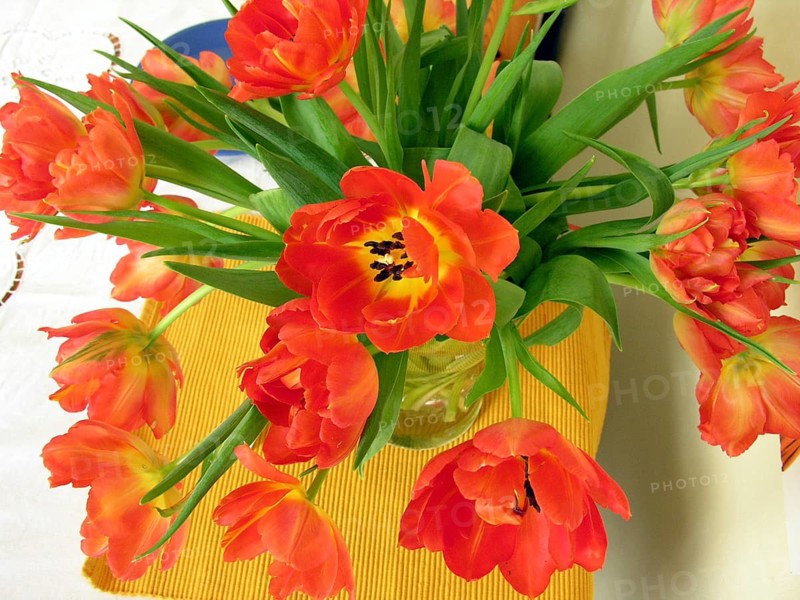 Bouquet of tulips (Tulipan), Germany