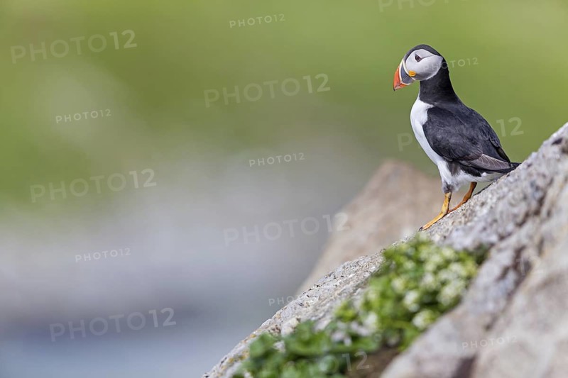 Puffin, Puffin, (Fratercula arctica), Animals, Birds, Puffin, Alk family, Alk, Alken, Varanger Hornoya, Finnmark, Norway