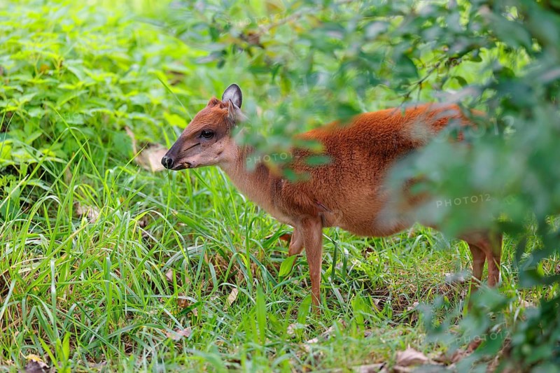 A female Red Forest Duiker (Cephalophus natalensis) stands in a green meadow, eating grass and herbs. Southeastern Africa