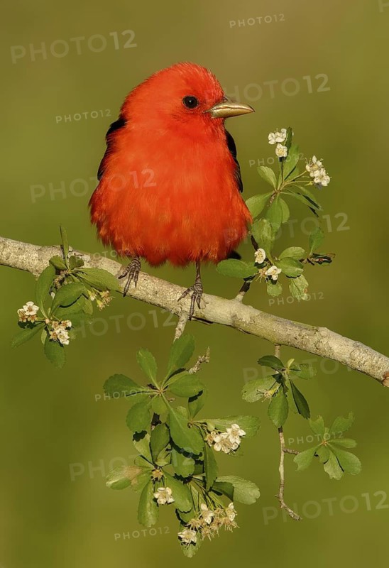 Scarlet Tanager (Piranga olivacea) male, Texas, USA