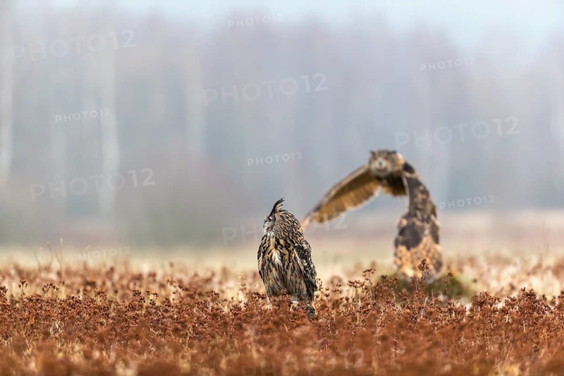 One female Eurasian Eagle Owl, Bubo bubo, sitting on a meadow and a male Eagle Owl flying over it. Slight fog around. A forest in the background
