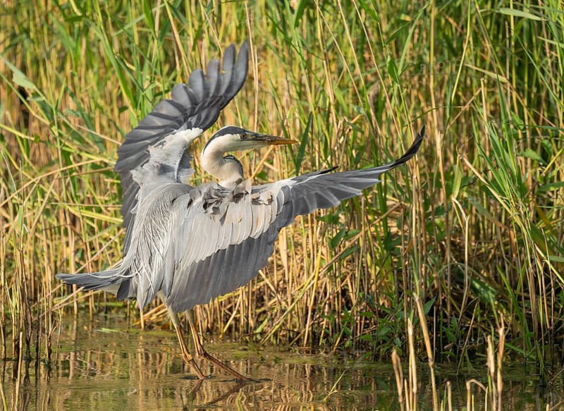 Grey heron (Ardea cinerea) landing in the shallow water zone of a lake, Lower Saxony, Germany