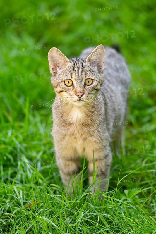 European wildcat (Felis silvestris silvestris) on a meadow, Hesse, Germany