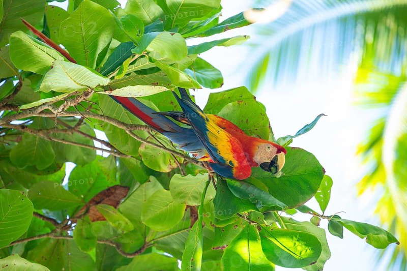 A vibrant Scarlet Macaw perched on a branch in a lush wild almond tree, peeling and eating a fruit. This is on the Osa Peninsula, Costa Rica