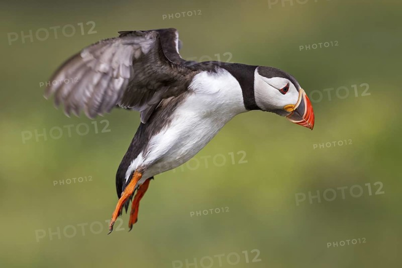 Atlantic Puffin (Fratercula arctica) flying, Farne Islands, United Kingdom