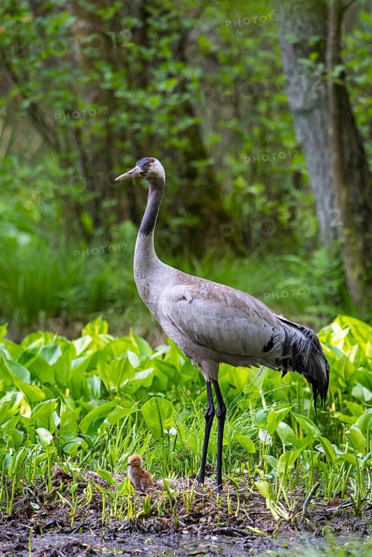 Crane (gurs grus) in nest with chicks, Feldberger Seenlandschaft, Mecklenburg-Vorpommern, Germany