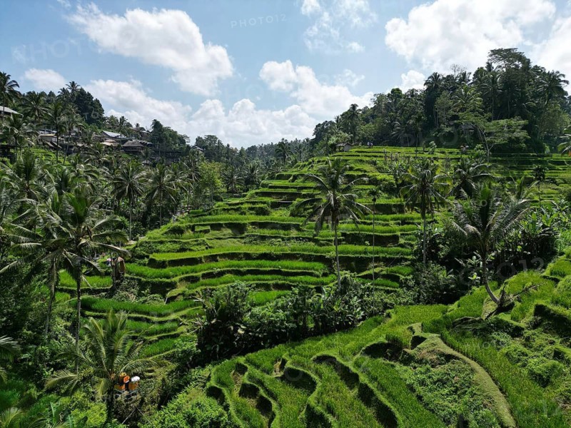 Default, rice terraces in tropical landscape with palm trees and cloudy sky in Bali, aerial view of rice terraces near Ubud, Bali, Indonesia, Southeast Asia