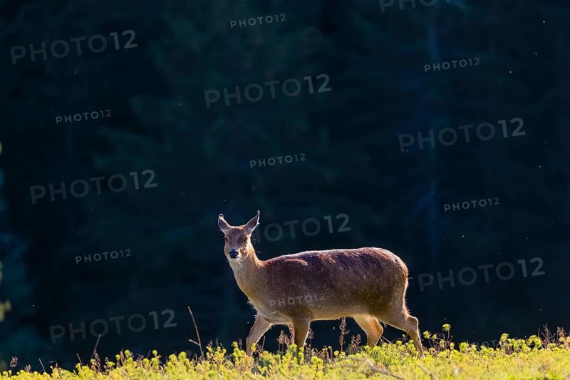 One female Manchurian sika deer or Dybowski's sika deer (Cervus nippon mantchuricus or Cervus nippon dybowskii) stands at a forest edge on hilly ground. Backlight