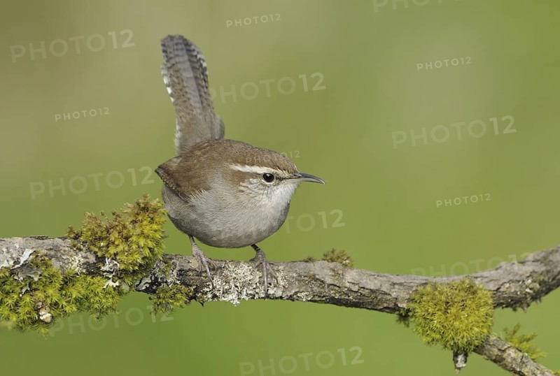 Bewick's Wren (Thryomanes bewickii), Canada
